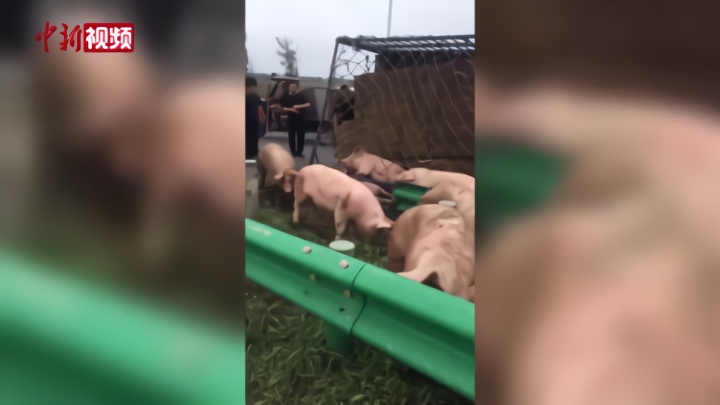 吉林一拉猪货车撞车 满车猪侧翻在地