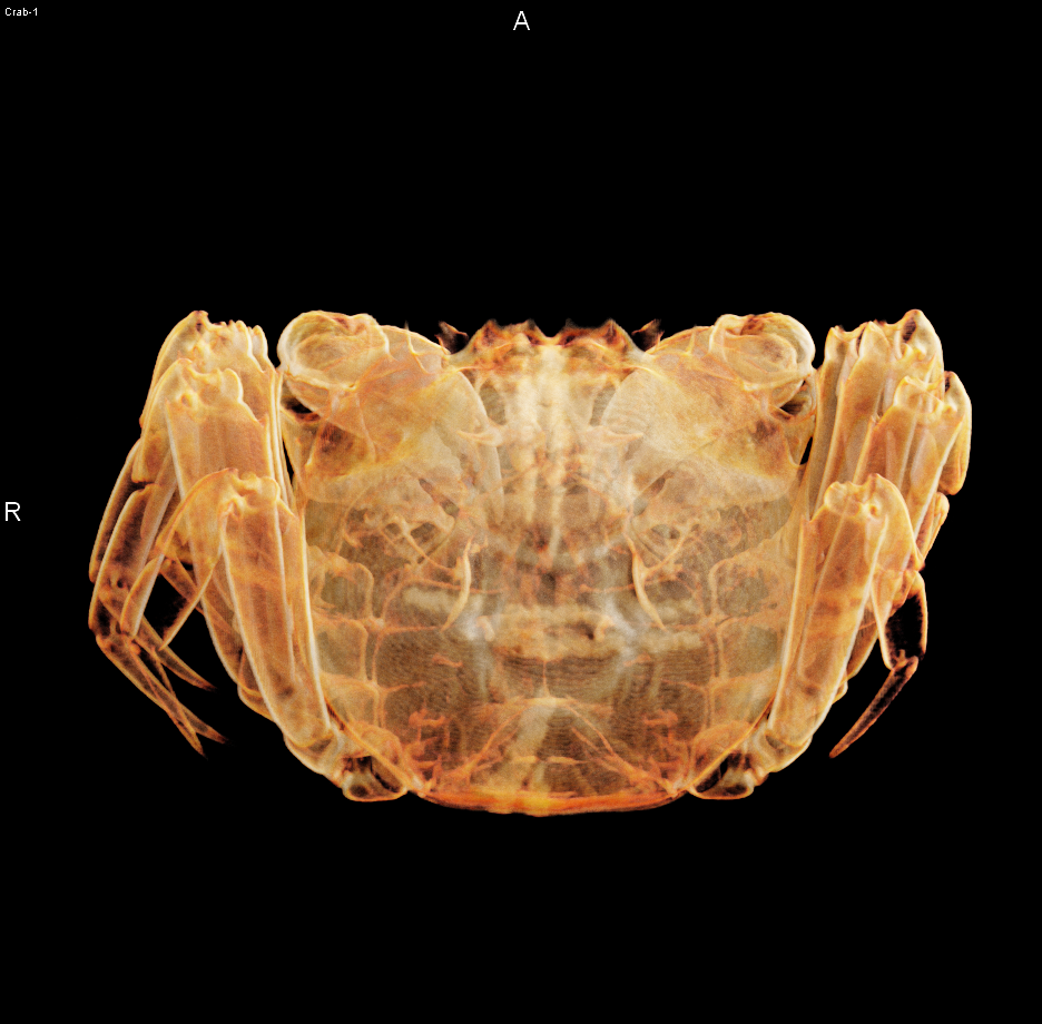 螃蟹骨骼的生长部位图片