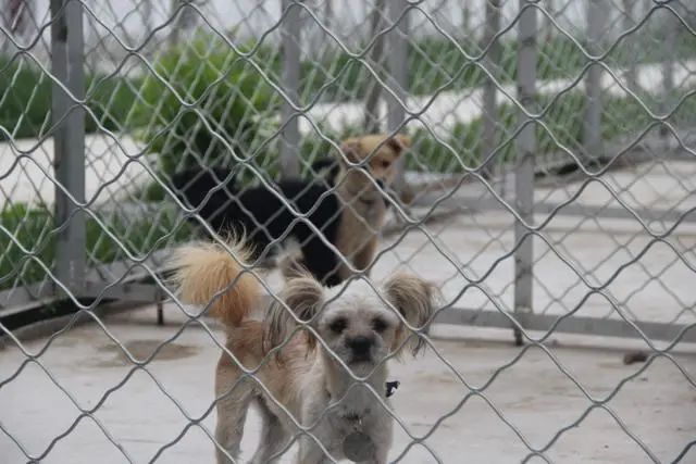 220間犬舍 可容納1600只流浪犬濱城區犬隻收容救助中心分為辦公區