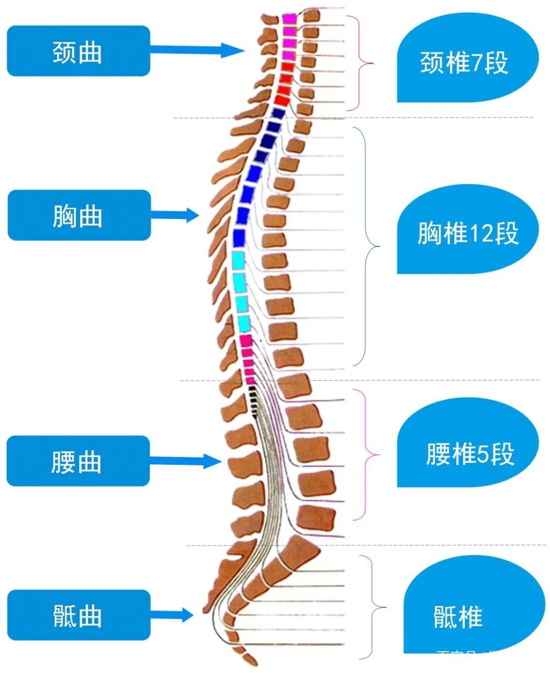 肯定都知道脊柱是有自然曲度的,侧看就像下面这样