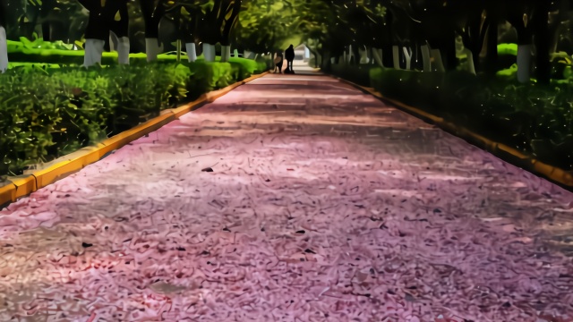 美若仙境！西安交大落樱铺满樱花道，保洁：已保留了十几天