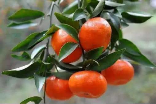 柑橘果实质量很重要,影响质量的因素有哪些?一起来看看__凤凰网