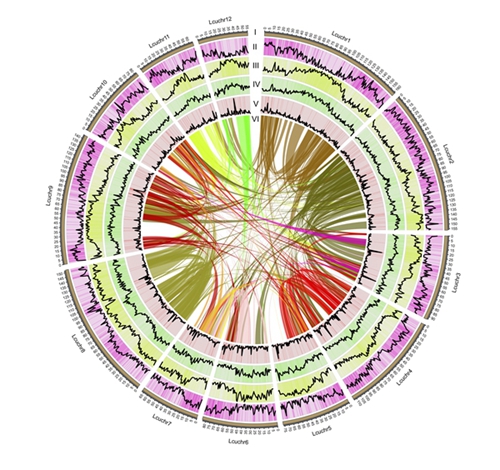 首个山苍子基因组图谱:揭秘精油合成分子机制