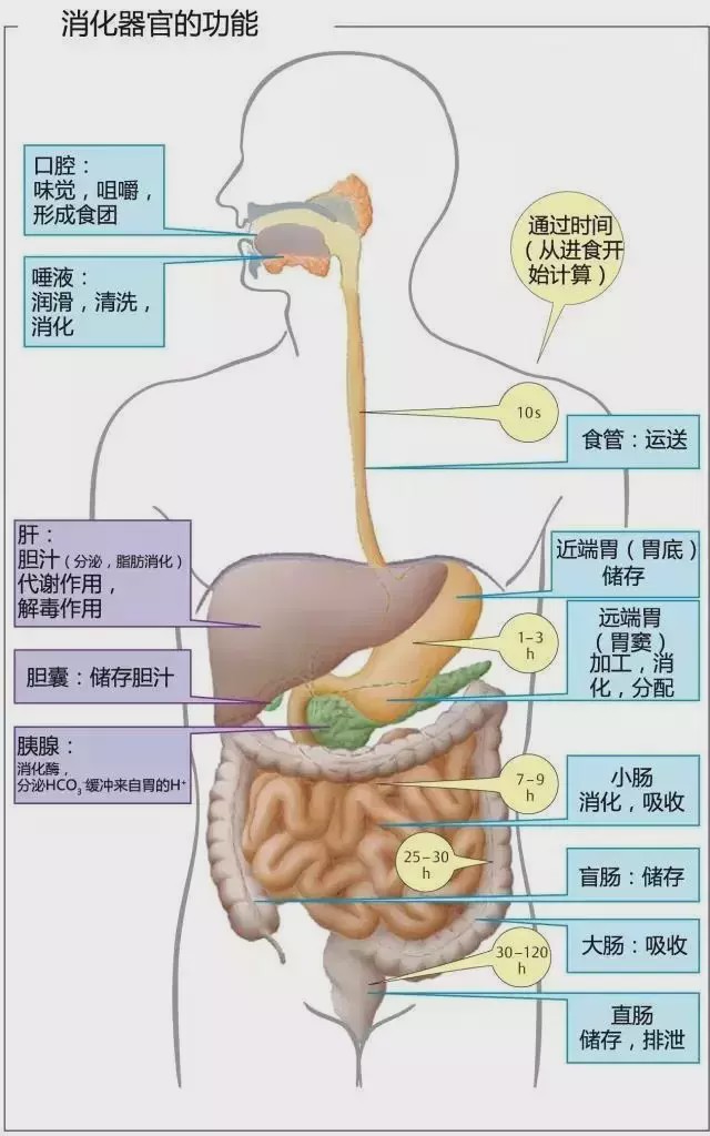 食物经过消化道的顺序图片