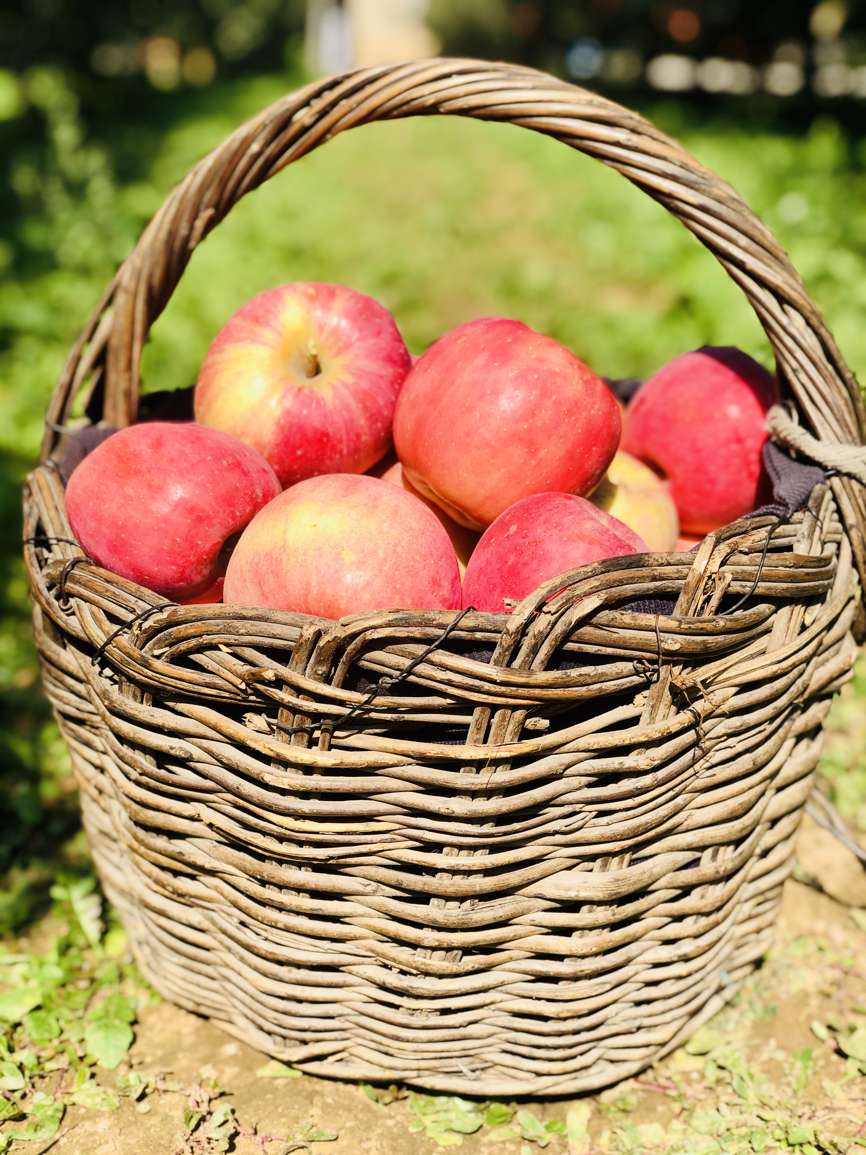 桃林村里寻苹果,北京昌平这一特产,畅销全国的秘密