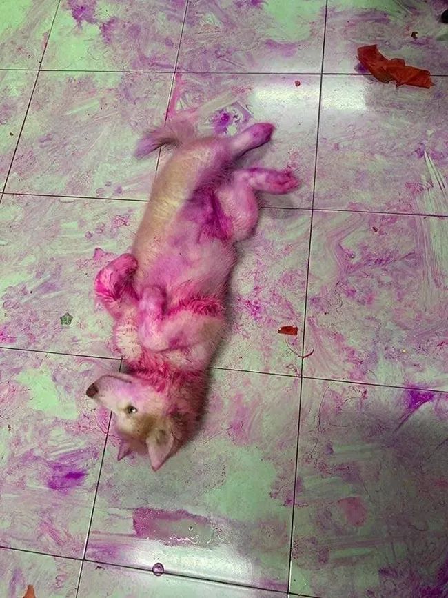 主人回家发现狗狗浑身是血,走近一看当场崩溃……__凤凰网