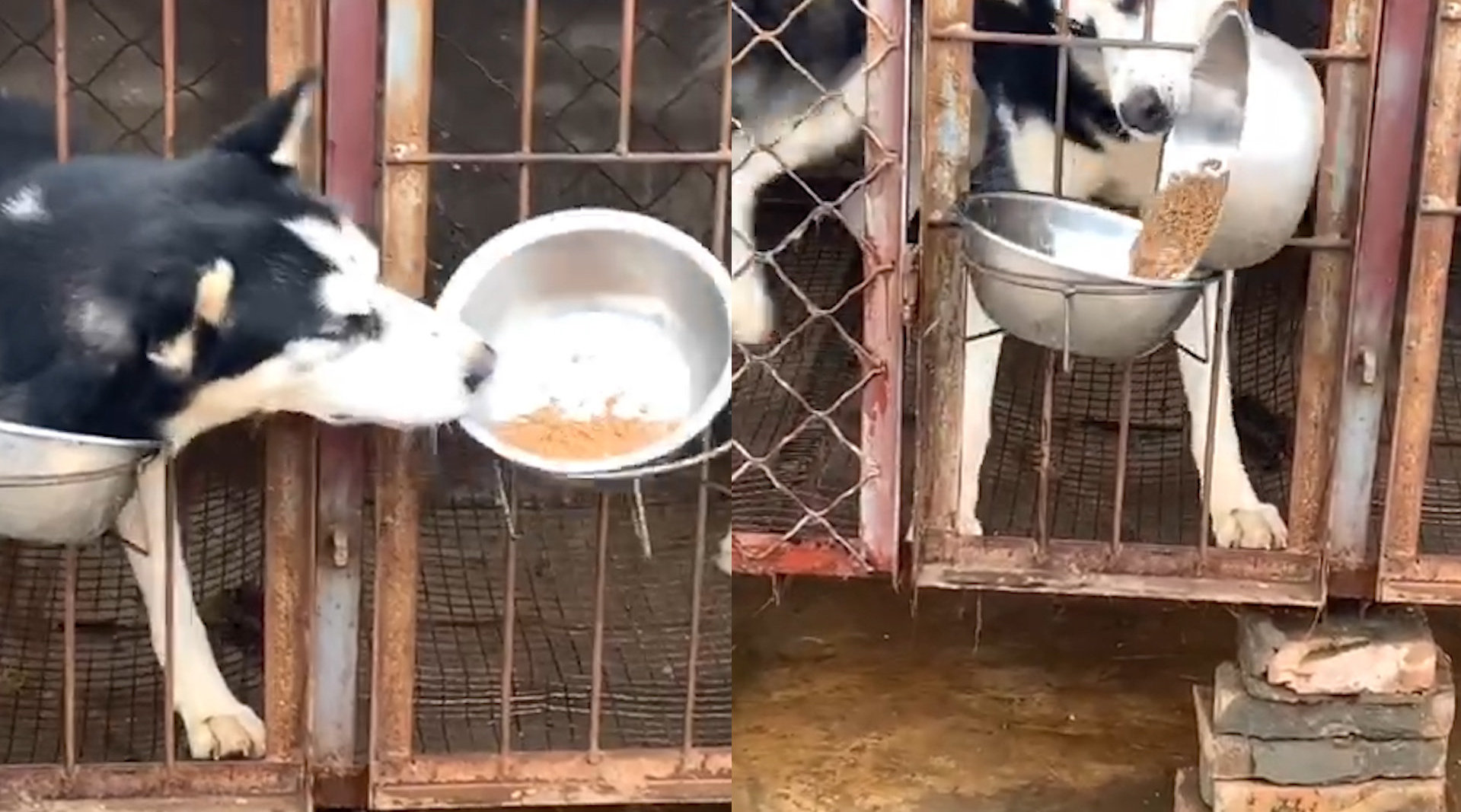 哈士奇抢隔壁金毛狗粮网友这智商不像纯二哈