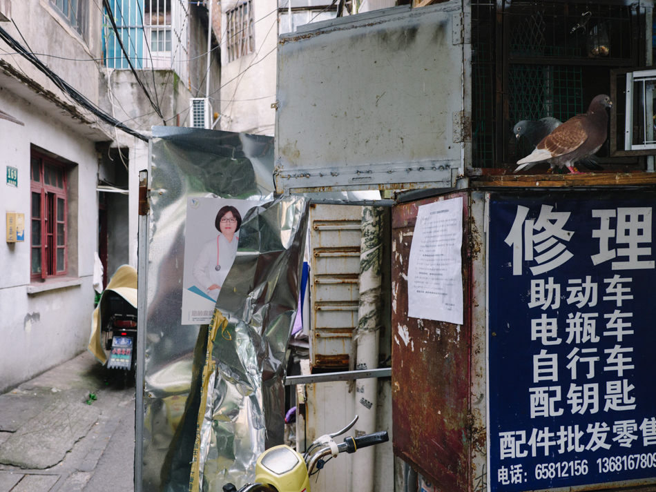 定海港路上的鸽子