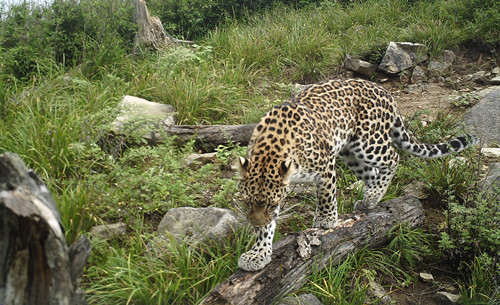 秦岭再现野生金钱豹