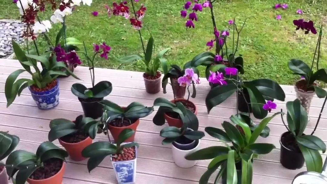 蝴蝶兰还能扦插繁殖 不过要两三年才有机会开花 还会有人养么