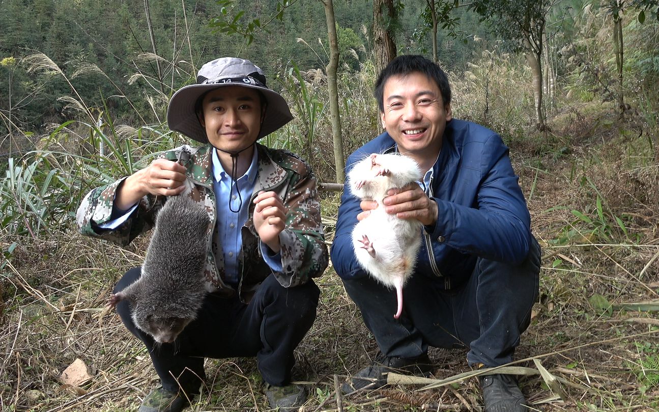 华农兄弟：竹鼠养殖经验分享，如何提高母鼠下崽成活率_哔哩哔哩_bilibili