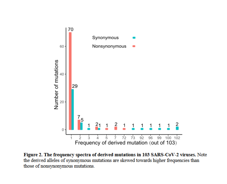 新冠病毒已突变系误读,s 亚型实际上是 l 亚型的"祖先"?