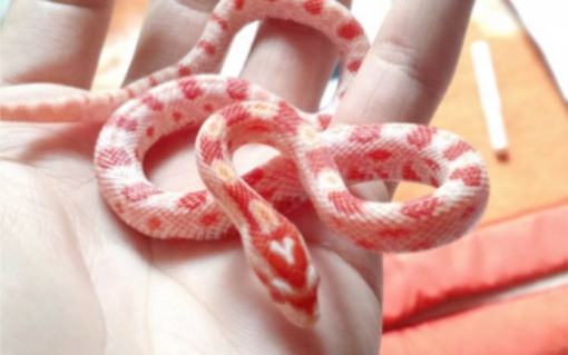 喵创智品宠物蛇虽是冷血动物对待主人很热情