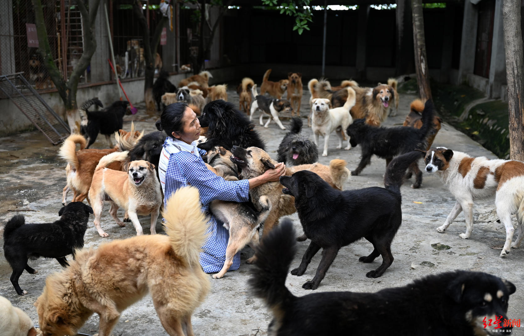 流浪猫狗现状调查报告图片