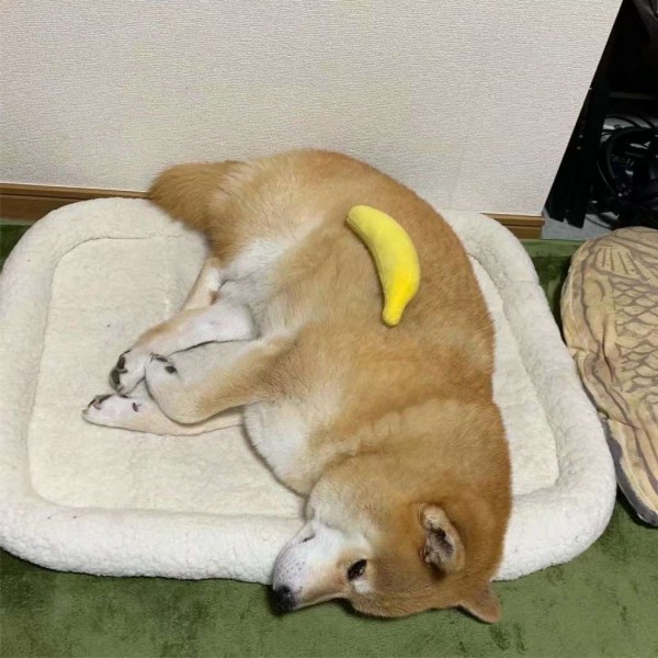 卡务部为我服务(最近这种骗局来自福建的居多,心中窃喜)看着这条短信