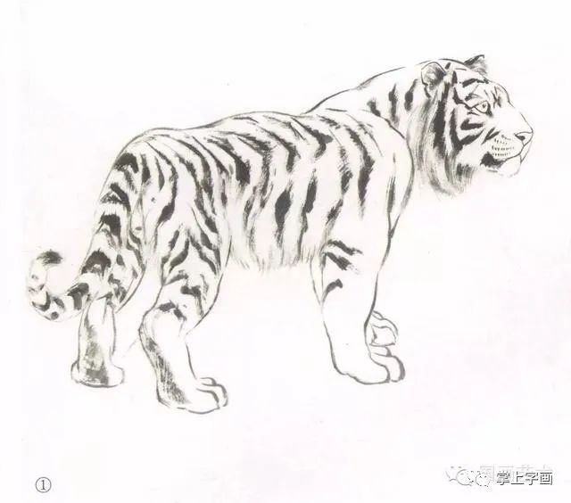 书画联盟丨怎样画写意虎