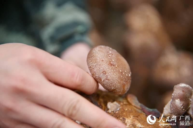 「柳州」广西柳州：武警官兵助力扶贫产业复工复产