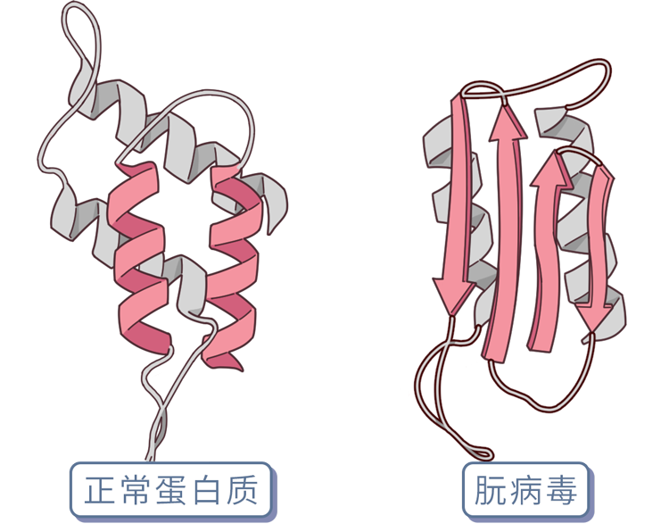疯牛病就这样爆发了同理朊病毒通过人肉进入人体内后也会传染其他正常