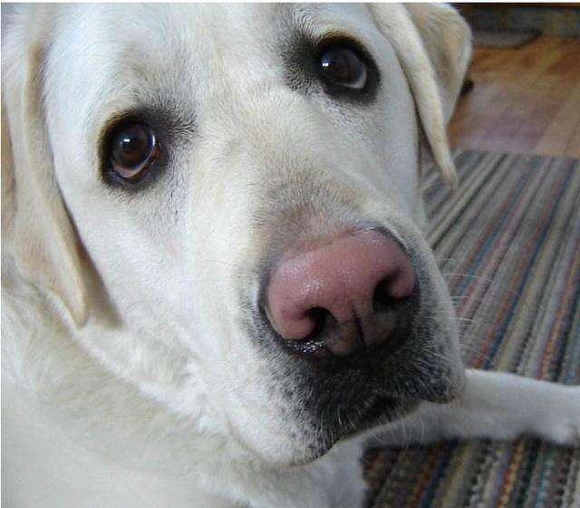 安爸告诉你狗狗的鼻子为什么会变粉了?__凤凰网