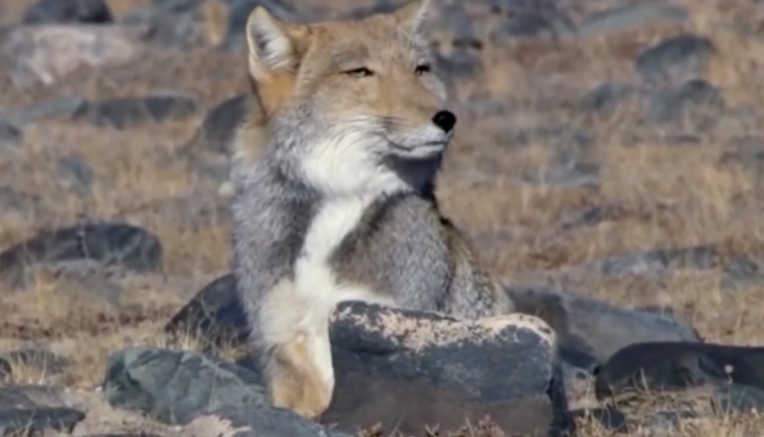 大事记藏狐反正你们看不到我就随便长长