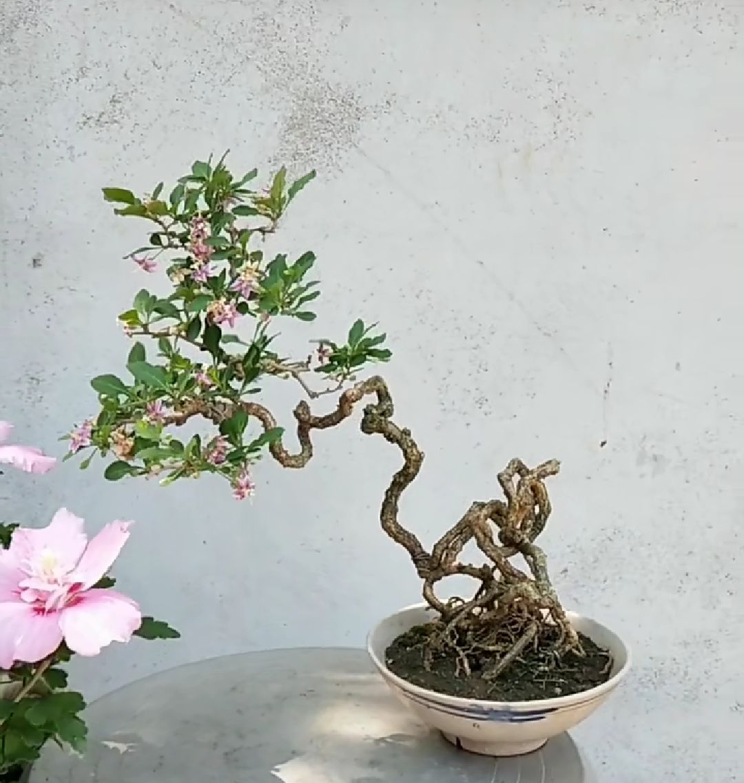 困顿在家,细赏枸杞盆景的美,期待山花烂漫之时