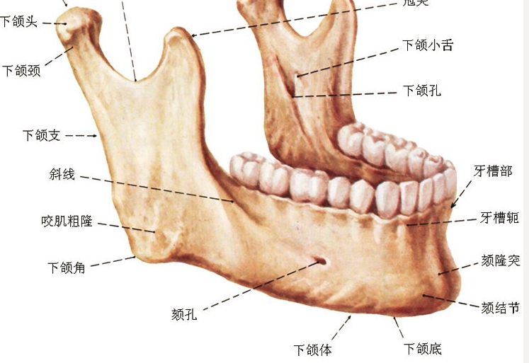 下颌骨结构解剖图图片