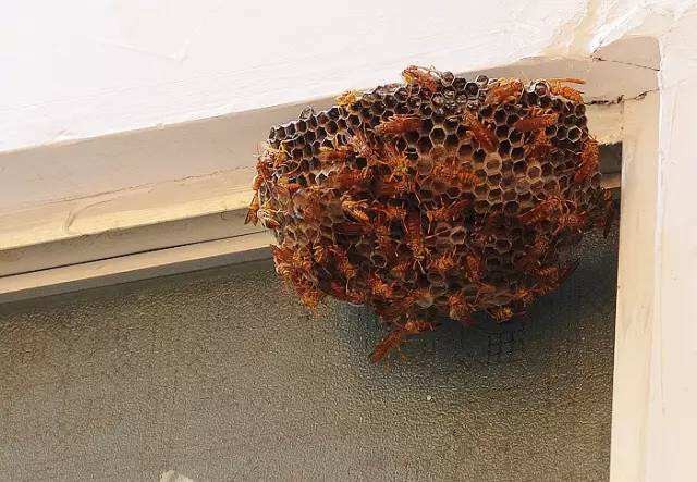马蜂窝里有蜂蜜能吃吗黄蜂有蜂蜜吗