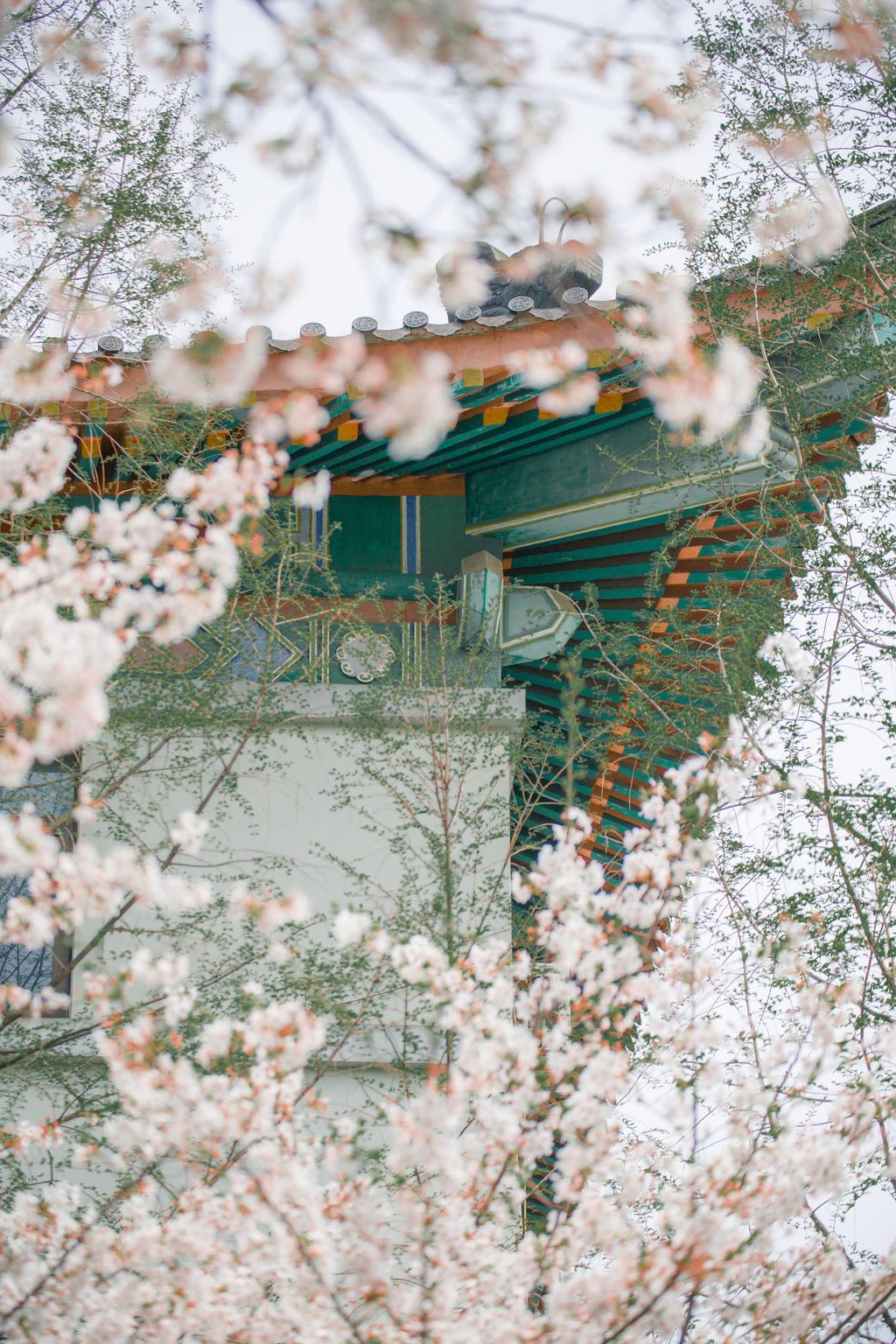 一期一会南京古鸡鸣寺樱花大道
