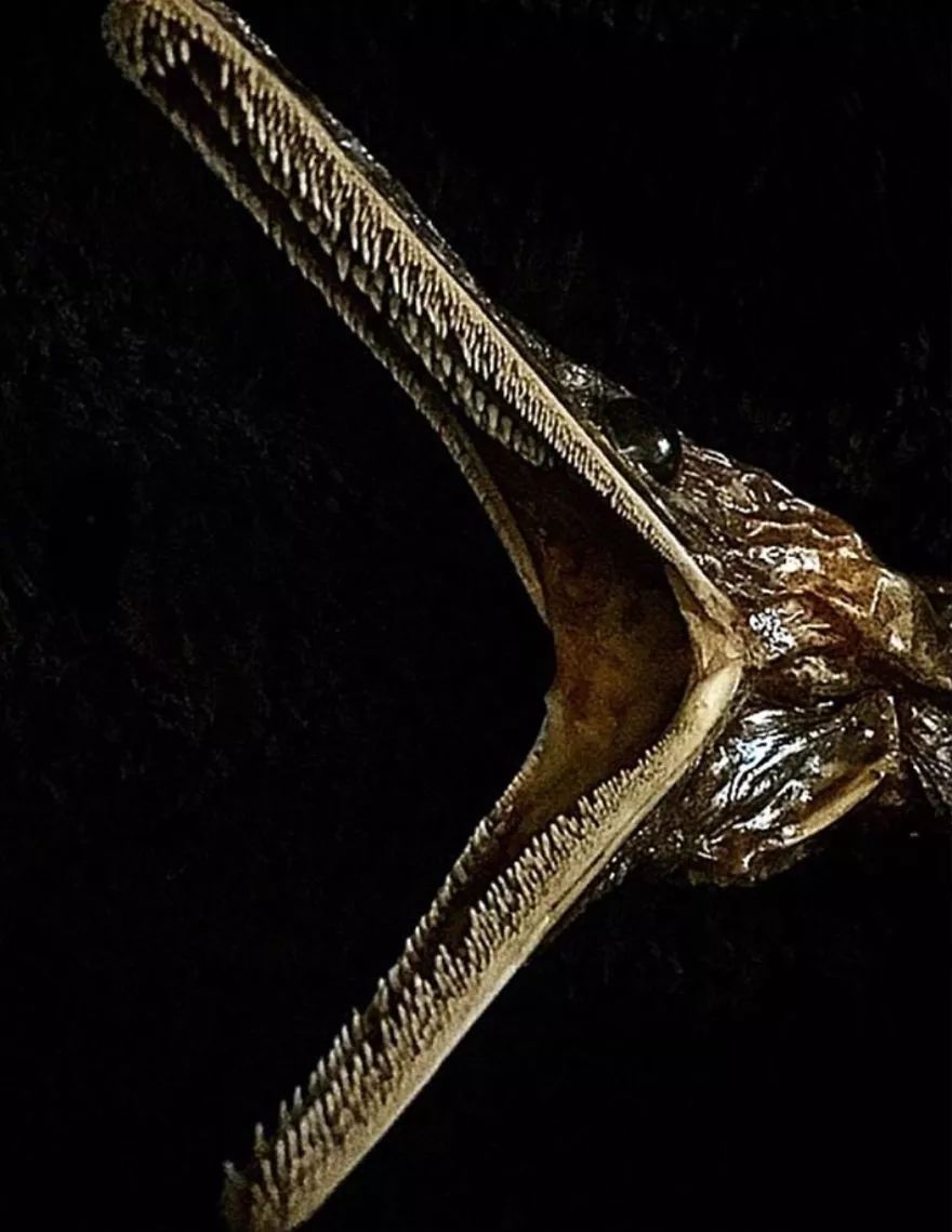 蛇鳕,稀有的鱼种