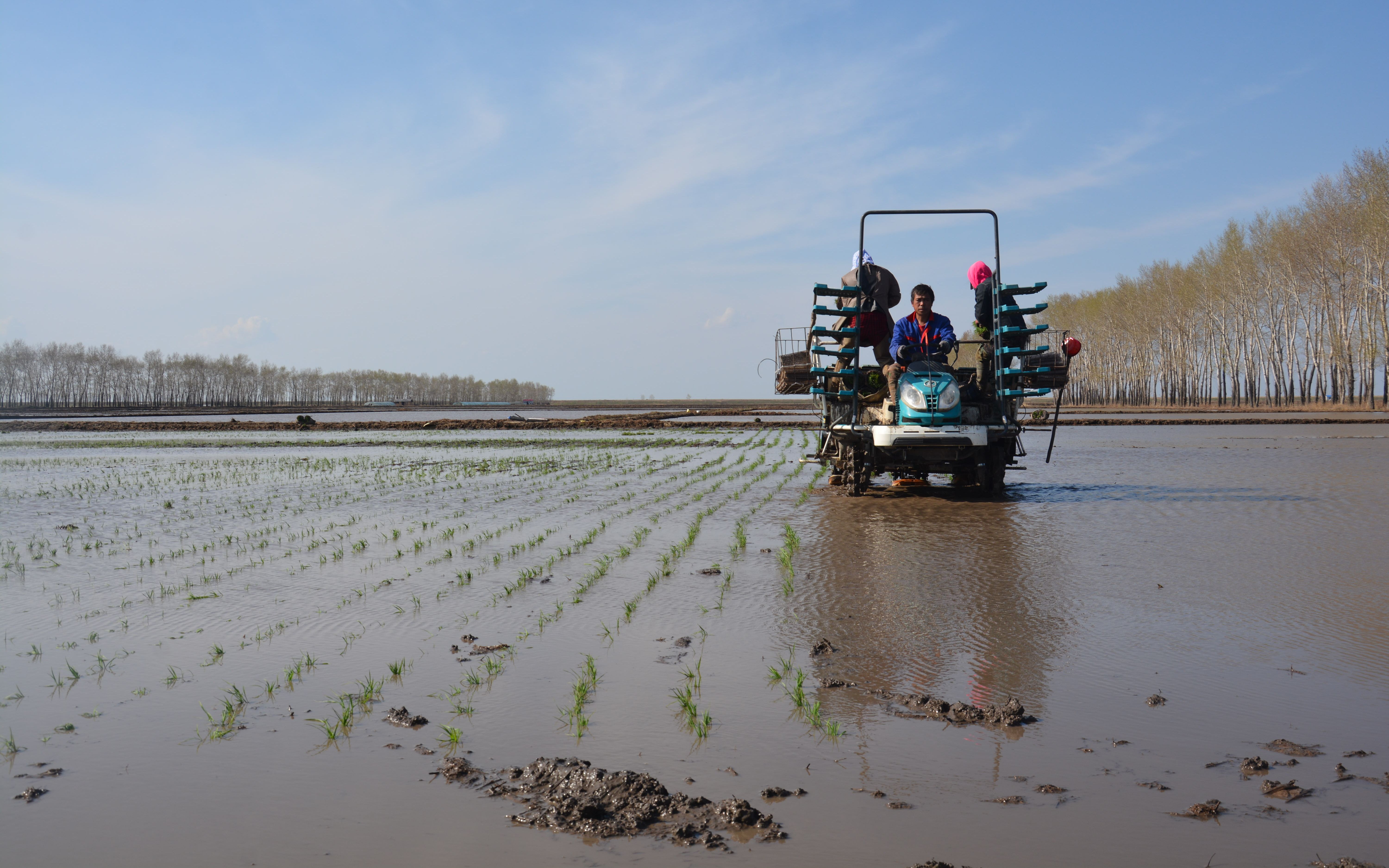 受访者供图小满时节 寒地水稻插秧忙和温暖湿润的南方水稻主产区不同