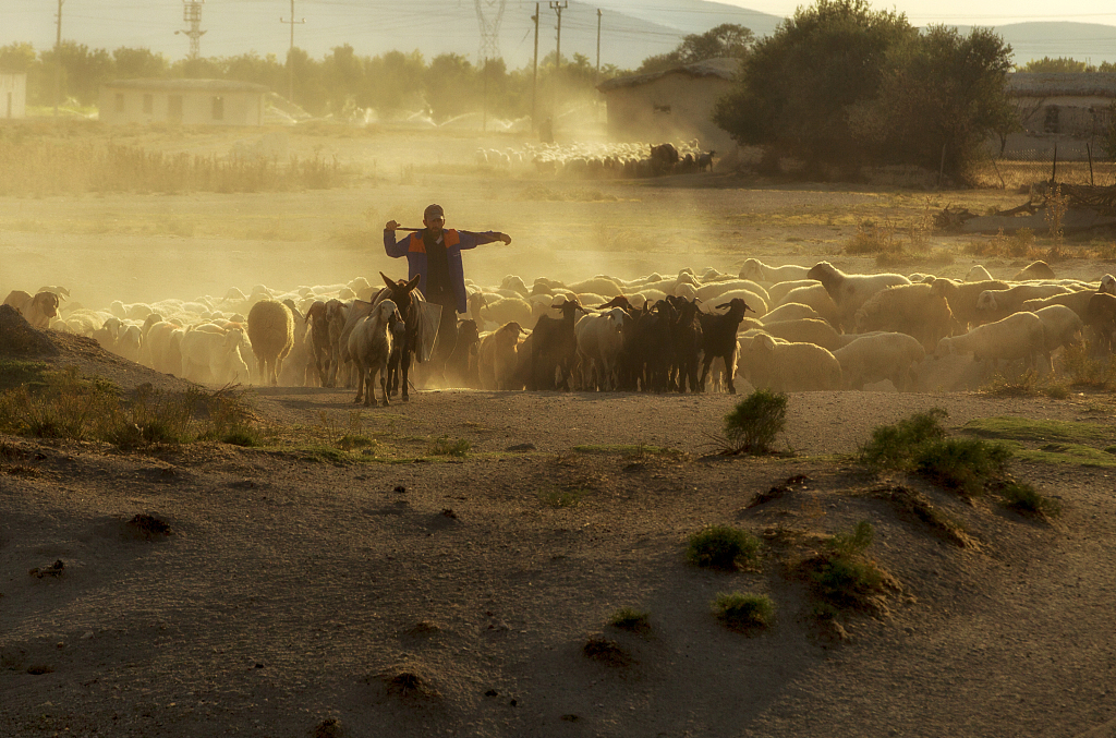 羊紧紧的靠在一起行进,金色的余晖撒在它们身上.