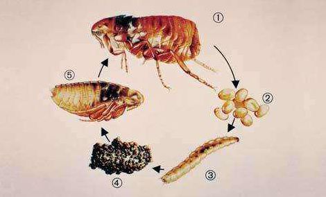如何杀死跳蚤图片