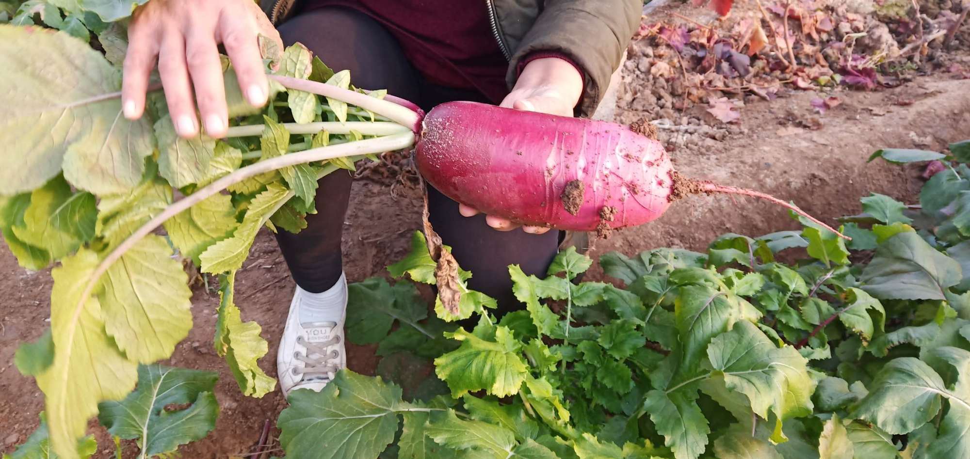 直播团队帮振广红心甜萝卜找"主人",大棚内直播,现场打包发货