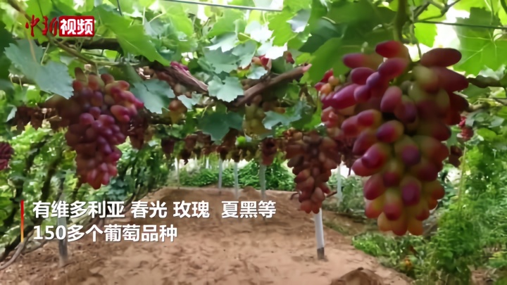 河北怀来：葡萄特色产业带动农民增收