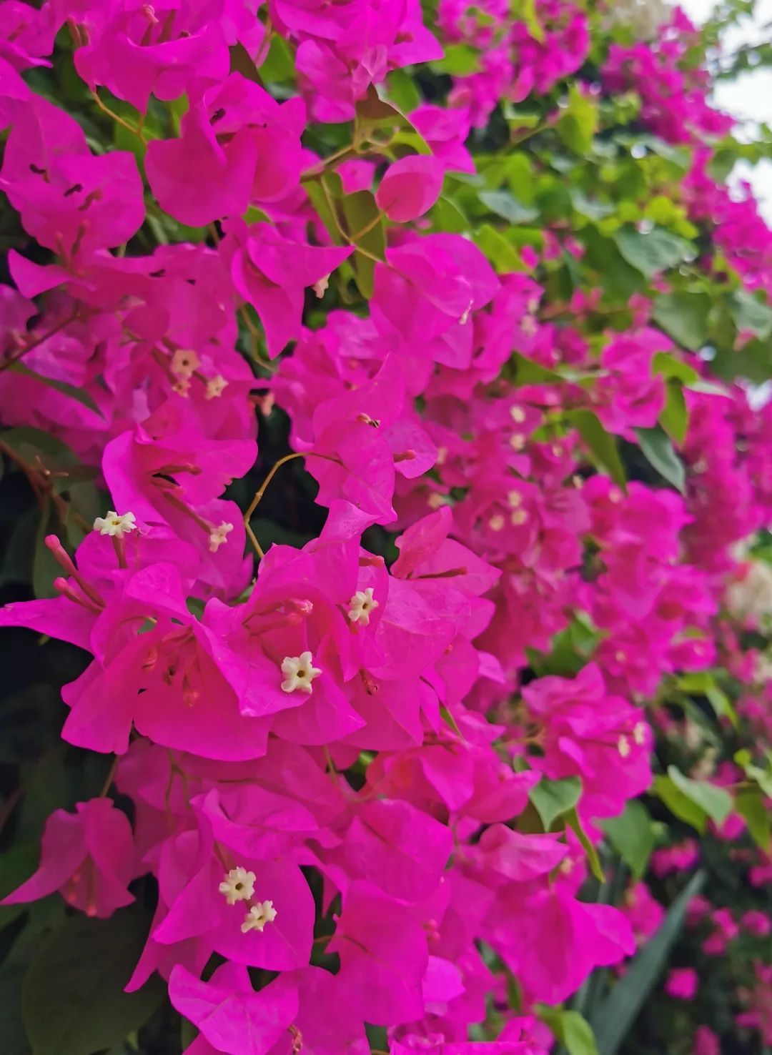 盛花期的三角梅