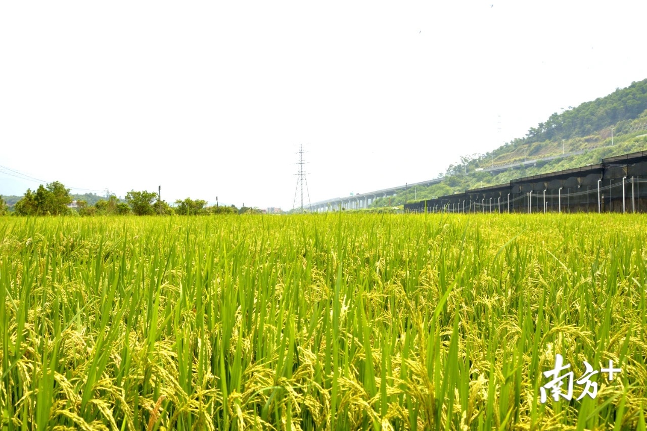 近日,清溪镇铁场村的80亩水稻田已经结穗,进入成熟期.