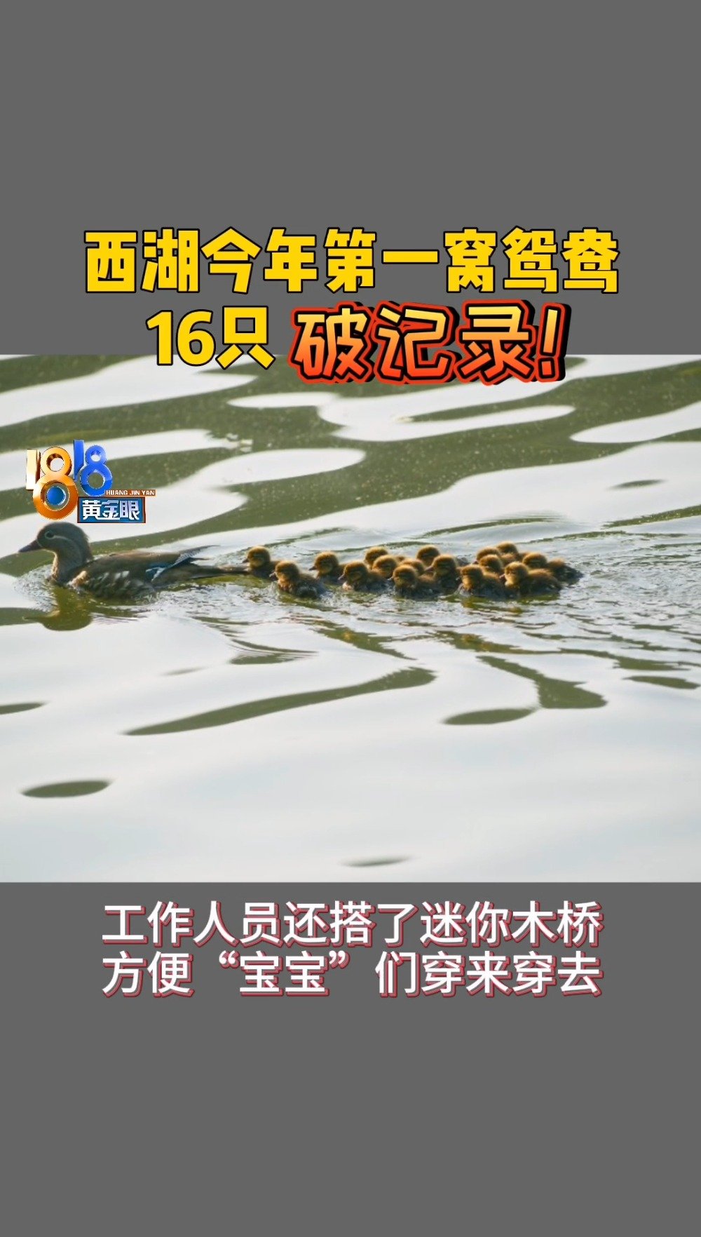 #西湖鸳鸯宝宝#2020年第一窝共16只
