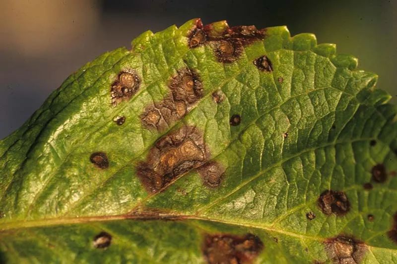 炎热潮湿的环境容易爆发炭疽病以绣球花为例教大家预防和处理