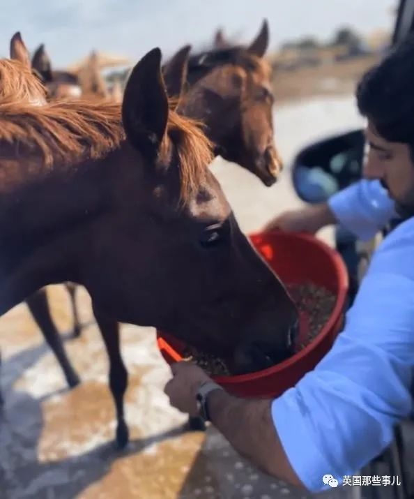 鸟夫妇在迪拜王子豪车上筑巢他拉起警戒线保护网友这鸟真会挑
