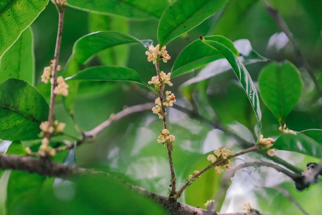 而这株明星桂又属于 早银桂,是桂花品种中开花比较早的品种.