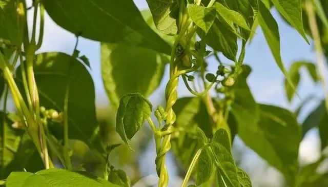 水肥管理技術1,開花期豆角在生長過程中喜溫暖,經不起霜凍,對日照的