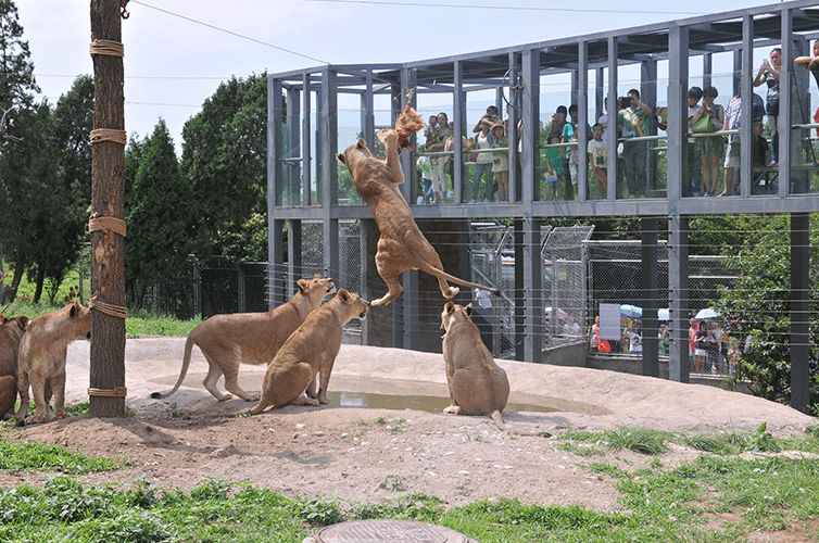 秦岭野生动物园猛兽区图片