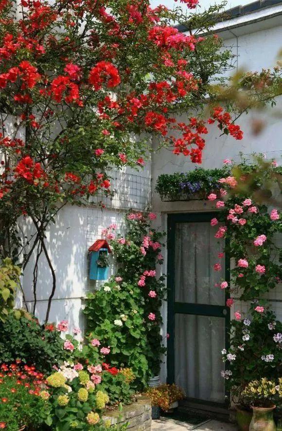 6个方法搭配庭院花草,每天都像在仙境