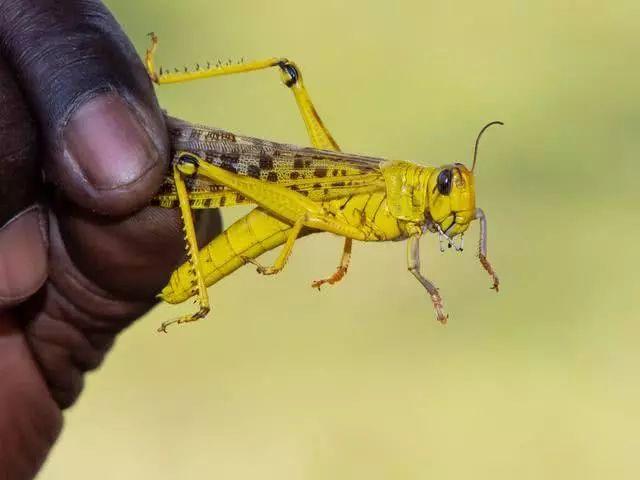 这次东非蝗虫规模有多大?该如何预防蝗灾