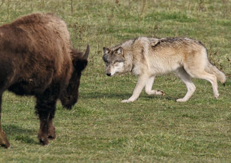 书中讲述了一只魅力四射的雄性孤狼如何"死皮赖脸"追求德鲁伊狼群头狼