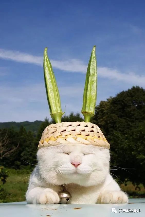 猫叔回猫星了它世无争的幸福表情治愈了无数网友