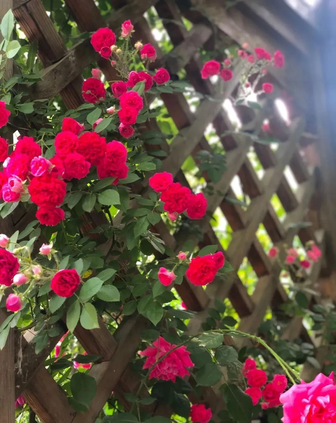 什么季节种小葫芦 A2D1B21BC59656AFFE5E9CB4E165E4847DE765E2_size180_w1080_h1360.jpeg