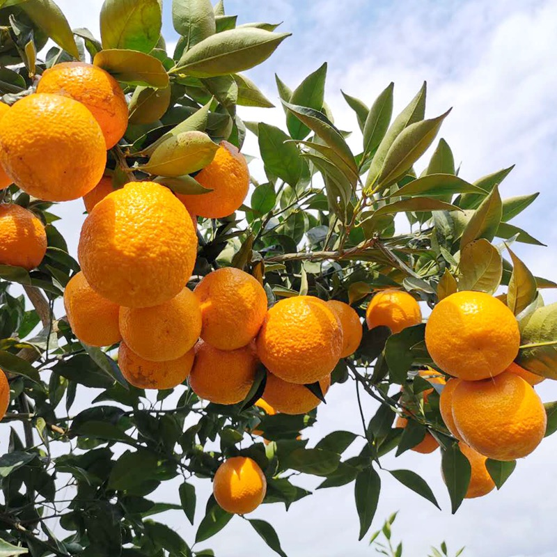 汉源黄果柑——酸甜可口,果香浓郁__凤凰网