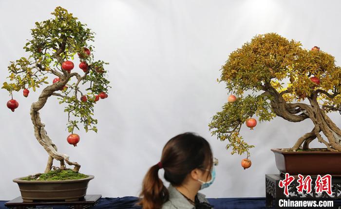 展出的盆景各具特色。 许丛军 摄