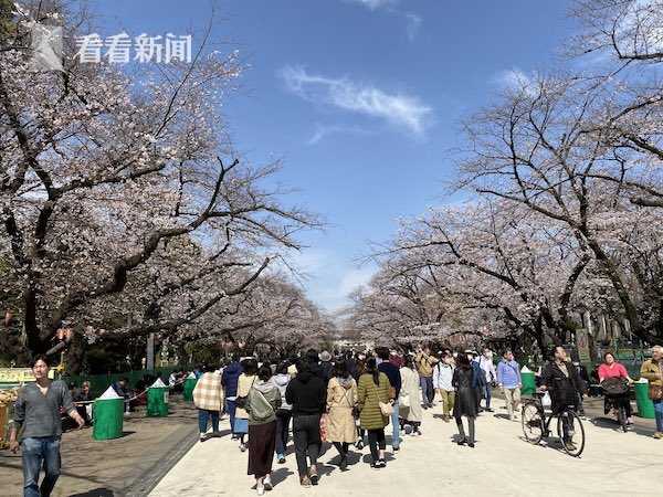 确诊人数还在涨日本上野公园却迎来 赏花潮 凤凰网